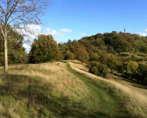 Coombe Hill Wood Grassy & wooded area at coombe hill wood