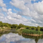WestHay Moor