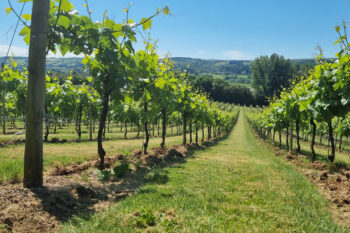 Looking straight down between two rows of vines at Aldwick Estate towards a hill and blue sky.