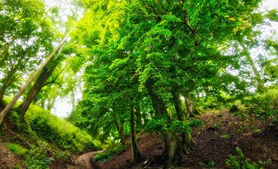 Cadbury Hillfort Wooded path at cadbury Hill Fort