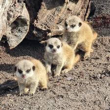 Chew Valley Meerkats 3 baby meerkats in a row looking at the camera at Chew Valley Animal Park