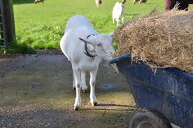 Ferne Animal Sanctuary Goat A white goat is eating hay out of a wheelbarrow in a field at Ferne Animal Sanctuary