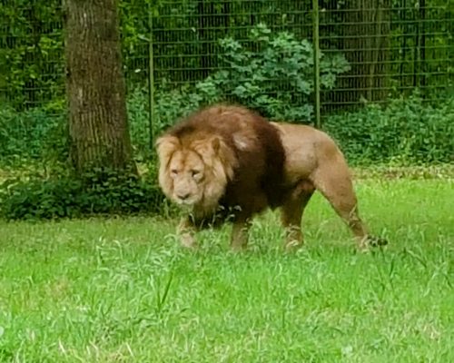 Longleat Lion Lion at Longleat