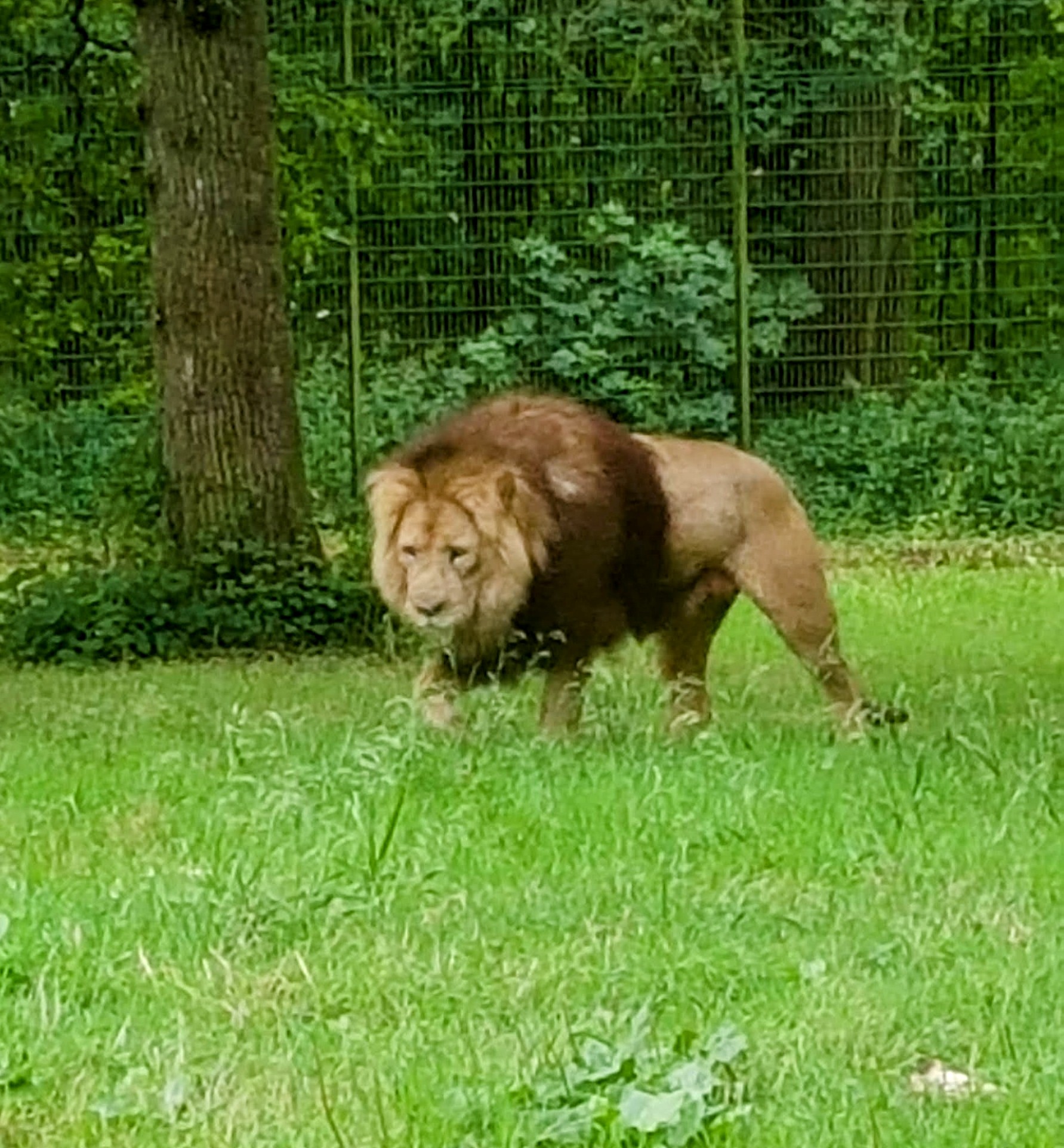 Longleat Lion