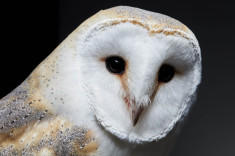 North Somerset Bird of Prey Centre owl American Barn Owl