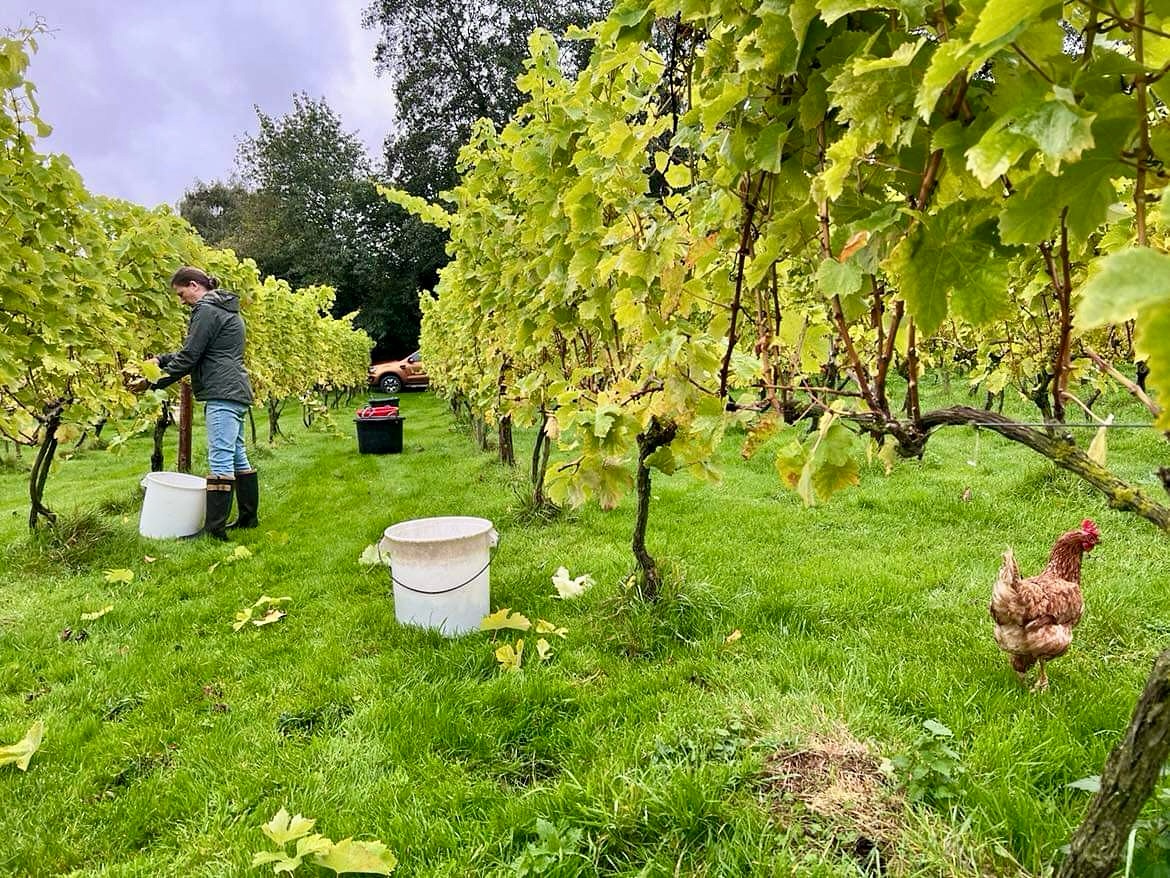 Oatey Vineyard Person picking grapes at Oatley Vineyard.