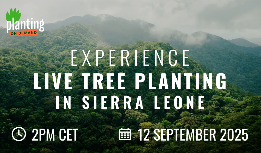 Live Planting in Robat Village, Sierra Leone — 12 Sep 2025