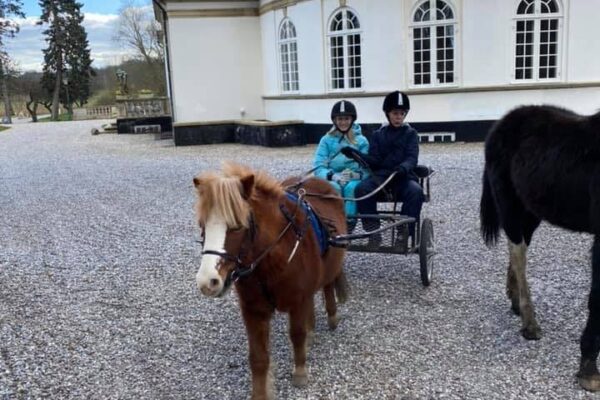 Hest der trækker hestevogn