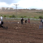 Şaredariya Dêrsimê berdewamiyê dide projeya berhemanîna hevbeş