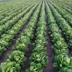 Di zargotineke dinê de, serhatiyên bersiva „Êzdî çima hinek nebatan -kelem, xas, marol.- naxwin*“ tê...