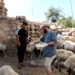 MÊRDÎN- Veterînerekî xwebexş ajalên şewatê derman dike - Video