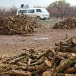Çekdaran li Efrînê 520 darên fêkî birî û kir êzing