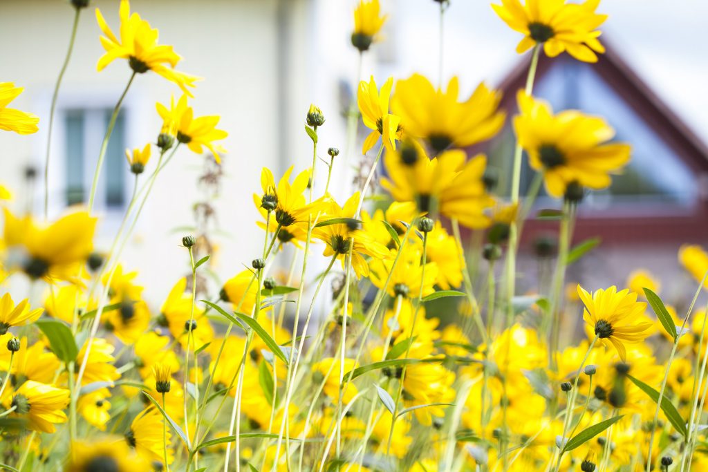 landa-hem-blommor