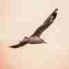 Flygande Fågel mot en rosa himmel Poster