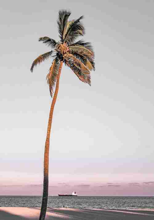 Ensam Palm på Stranden Poster
