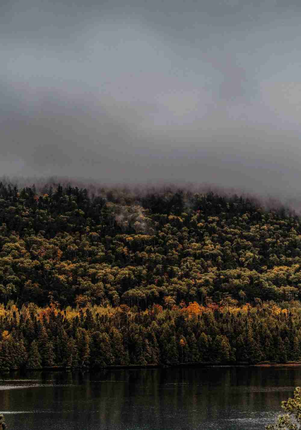 Dimma över Skogen Vid En Sjö Poster
