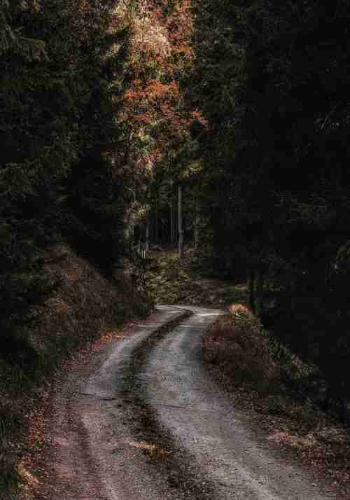Mystisk väg i Skogen Poster
