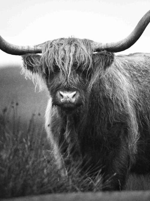 Portrait of Scottish Highland Cow Poster