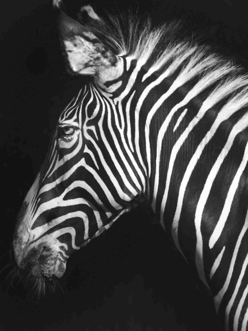 Zebra Poster