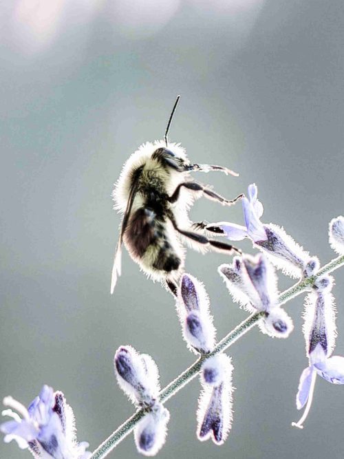 Humla på Blomma Poster