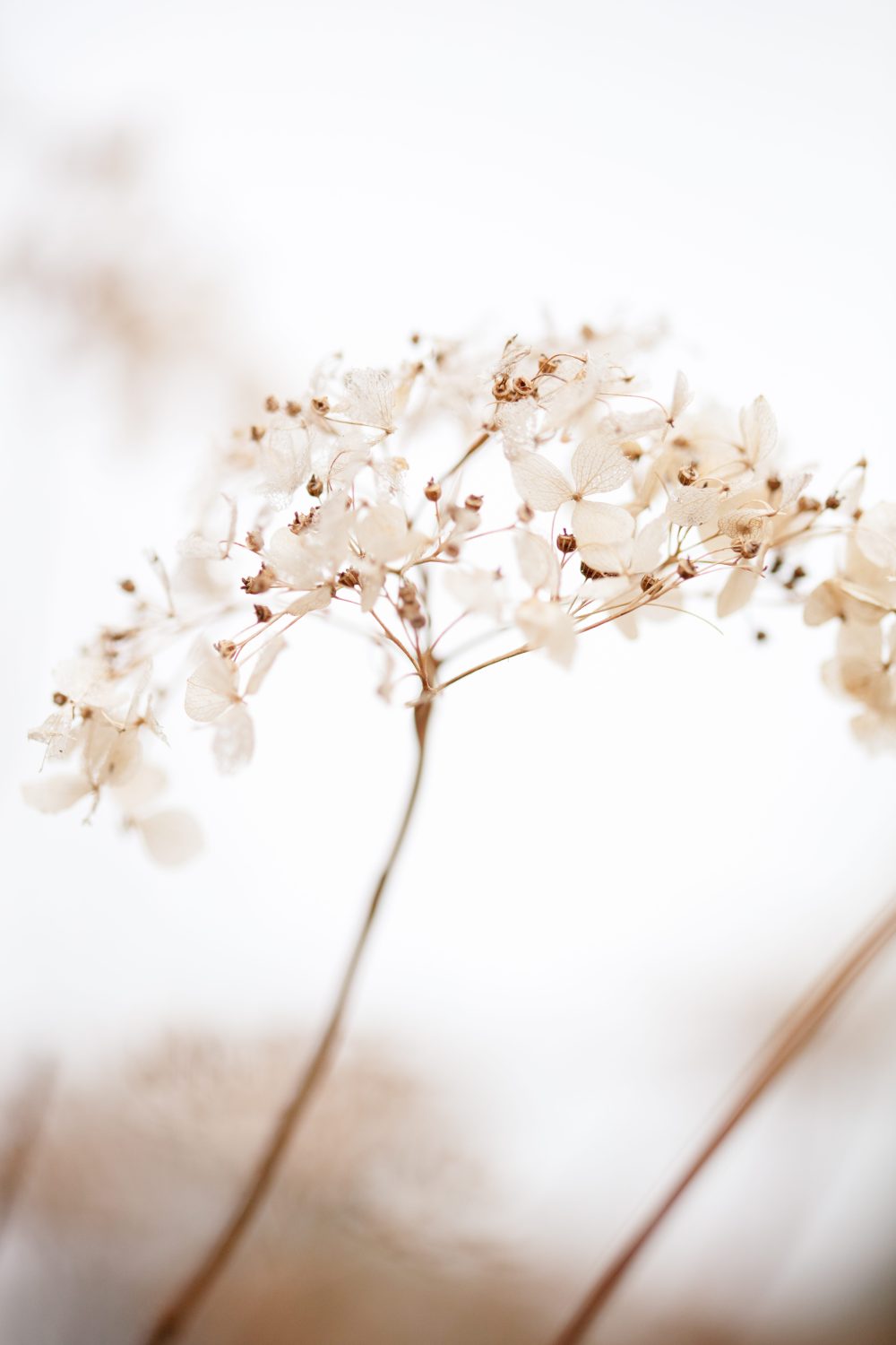 Naturlig Blomster i Beige Poster