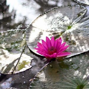 Silver Student Support