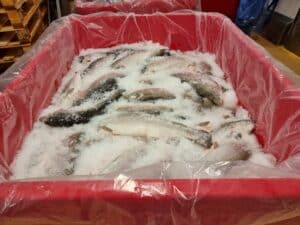 Fish arrives frozen