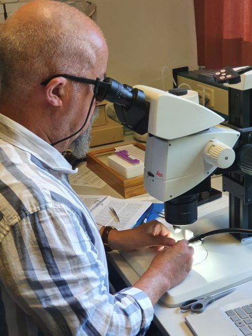 David Brice, Entomologist, microscope work,