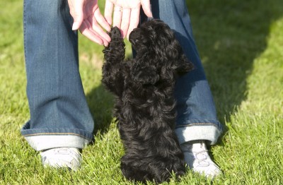 Image Thumbnail