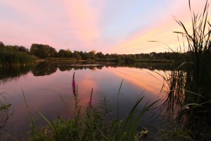 Råstasjön - vår älskade sjö, som vi gemensamt ska rädda. Foto: Maria Thiessen.