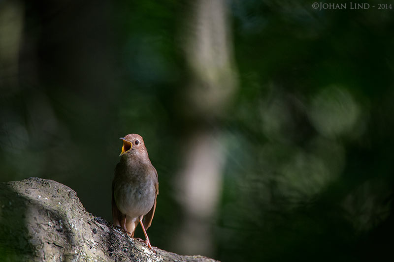 20140518-naktergal