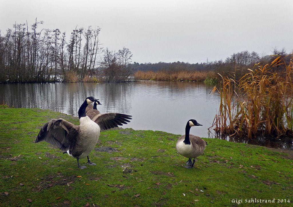 cigi_walk_the_birds