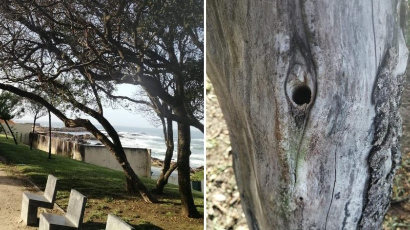 Árvores vandalizadas na Foz do Porto