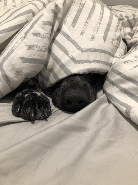 Dog sleeping under a sheet
