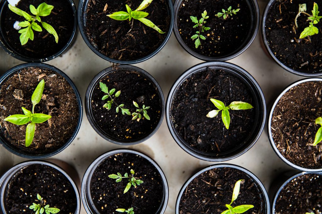 Tiny plants in tiny pots.