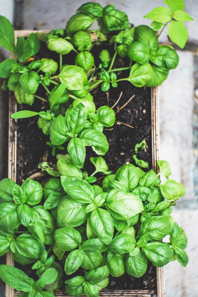 Basil plant in a pot.