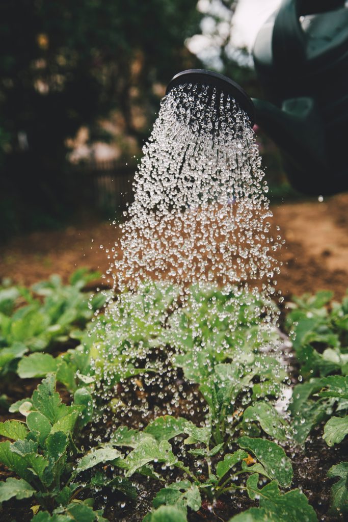 Water beeing poured over green plants in garden