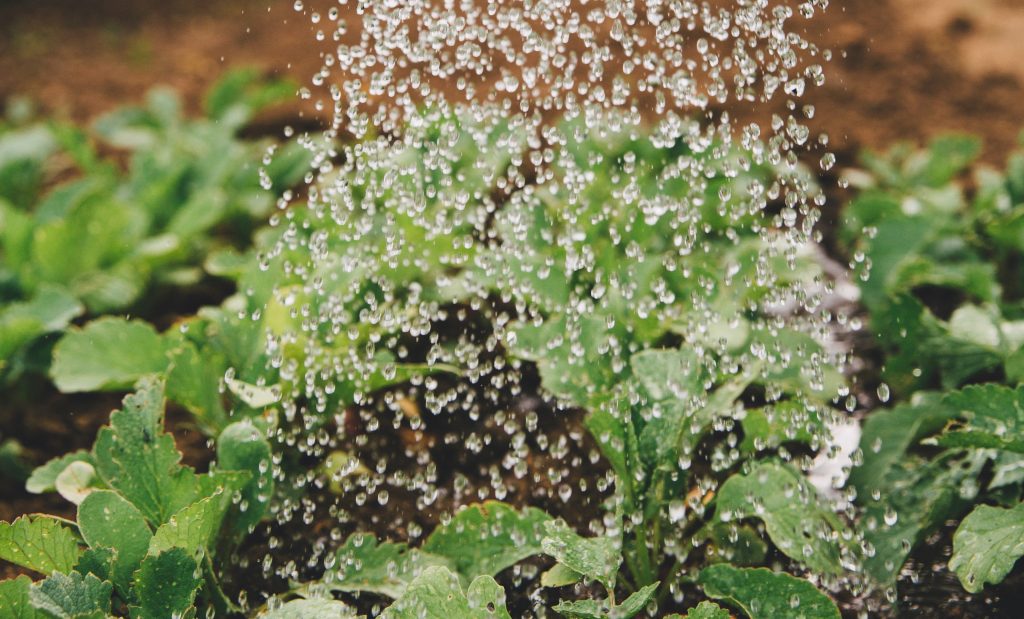 Water beeing poured over green plants in garden