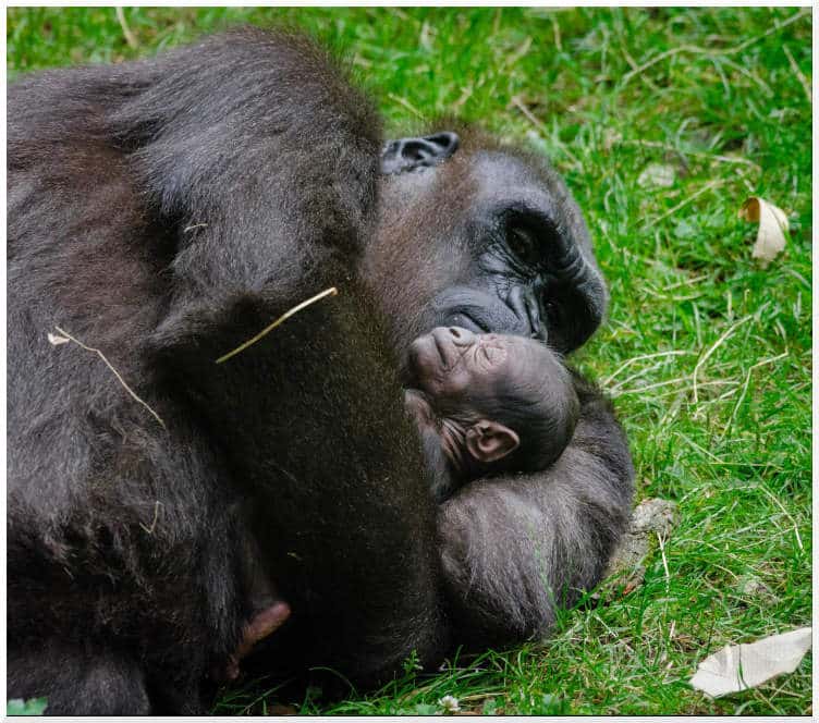 Gorilla with child as a symbol of how the new reductionism directs creation towards love.