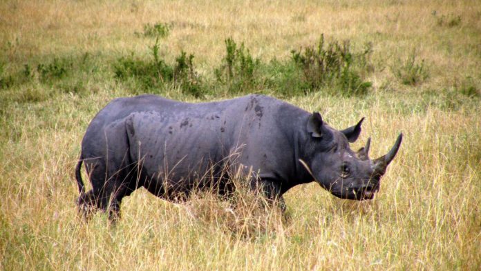 Reintrodotto il rinoceronte nero in Ruanda