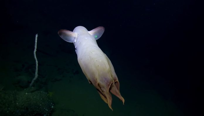 Ripreso un raro polpo Dumbo mentre nuota nelle profondità dell'oceano - video