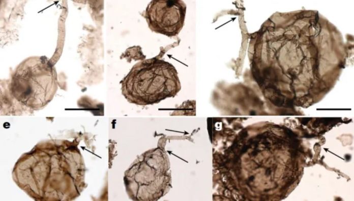I funghi comparvero un miliardo di anni fa