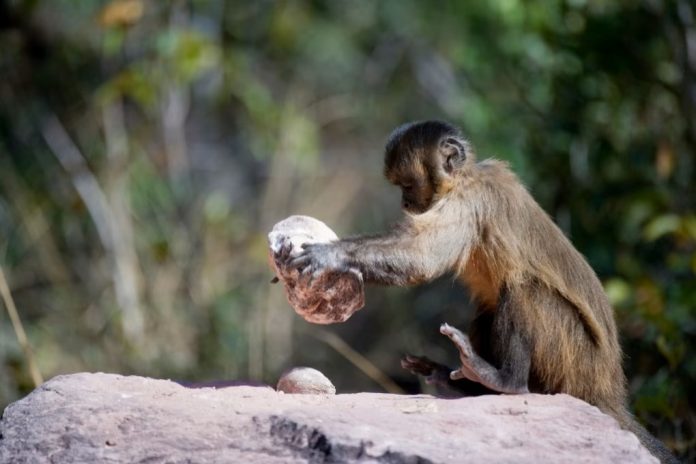 Le scimmie cappuccine brasiliane vivono "nell'età della pietra" da almeno 3000 anni