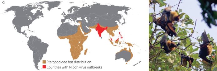 Nipah, il virus che potrebbe provocare la prossima pandemia globale