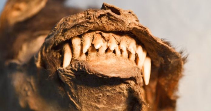 Trovato un pasto inatteso nello stomaco di un cucciolo di cane di 14.000 anni fa