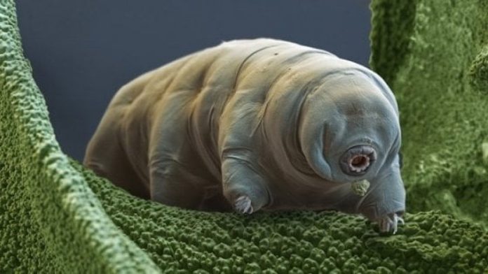 Le soprendenti capacità dei tardigradi