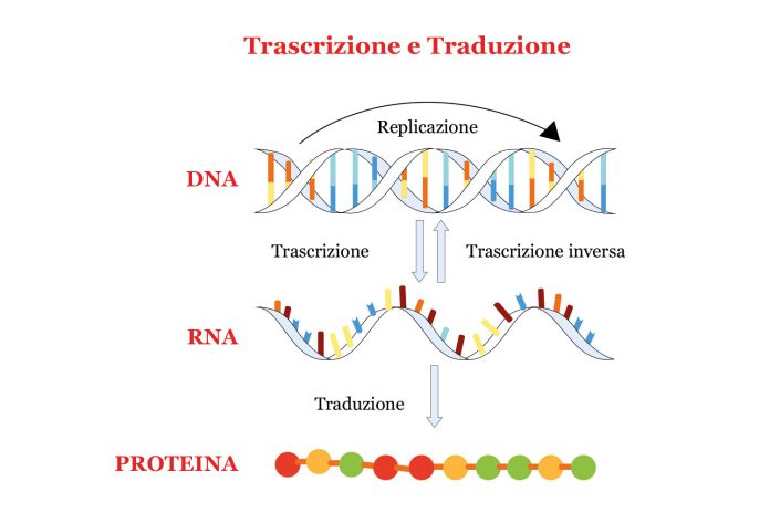 La molecola RNA