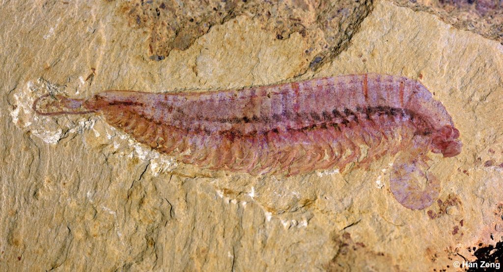 Fossil Specimen of Kylinxia e1724140643470