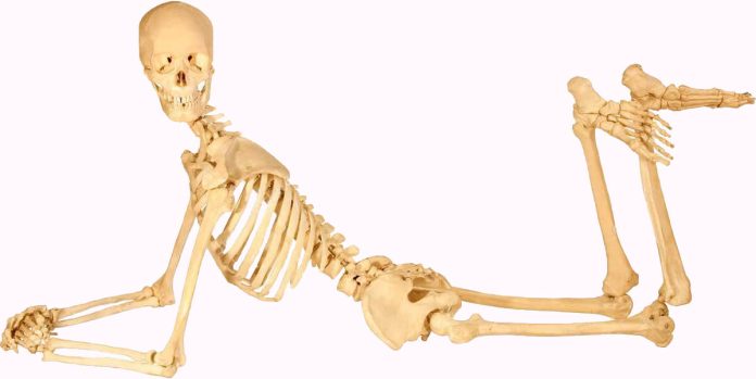 6 fatti sorprendenti sullo scheletro umano