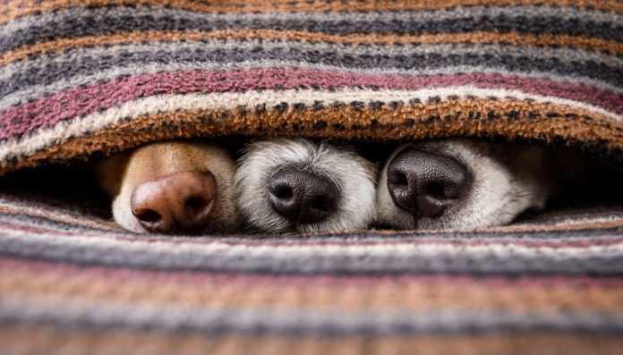 A che temperatura soffrono il freddo i cani?